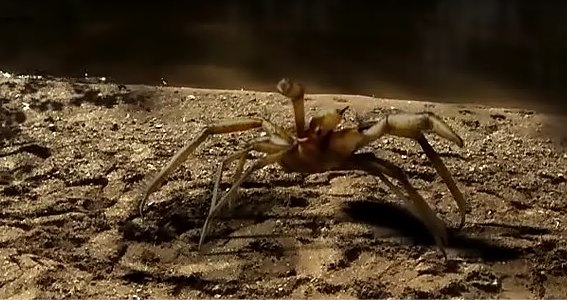 ‘Camel Spiders’ Review (2012)